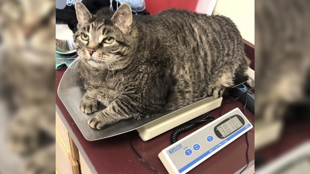 Family adopts 30pound cat from Michigan Humane Society, vows to help