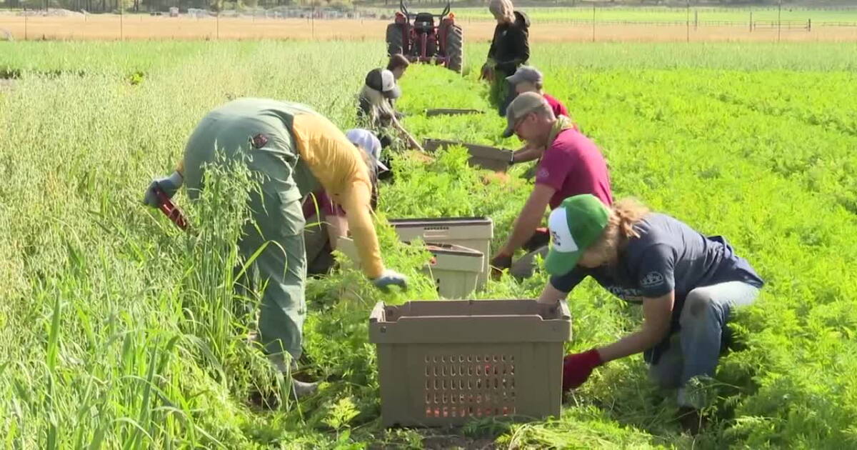 Two Flathead nonprofits are providing fresh vegetables for their clients - Vimarsana News