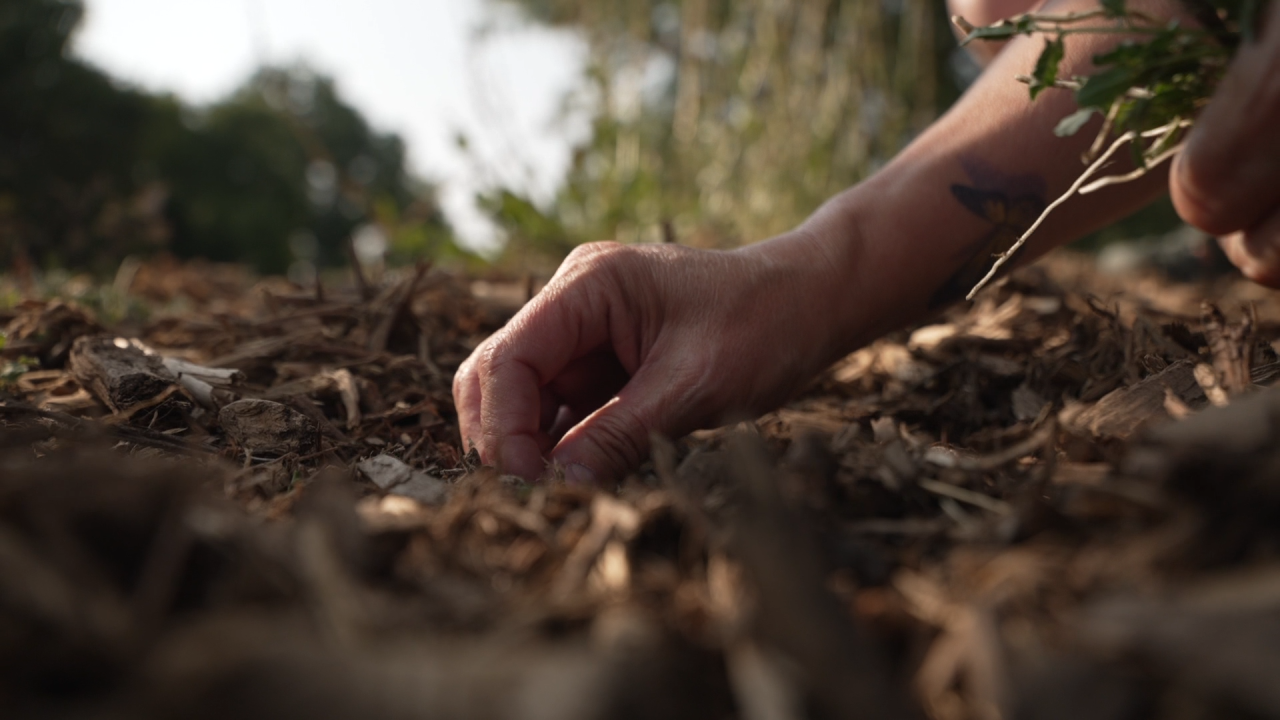 NATIVE PLANTS PKG CR .00_01_49_15.Still011.png