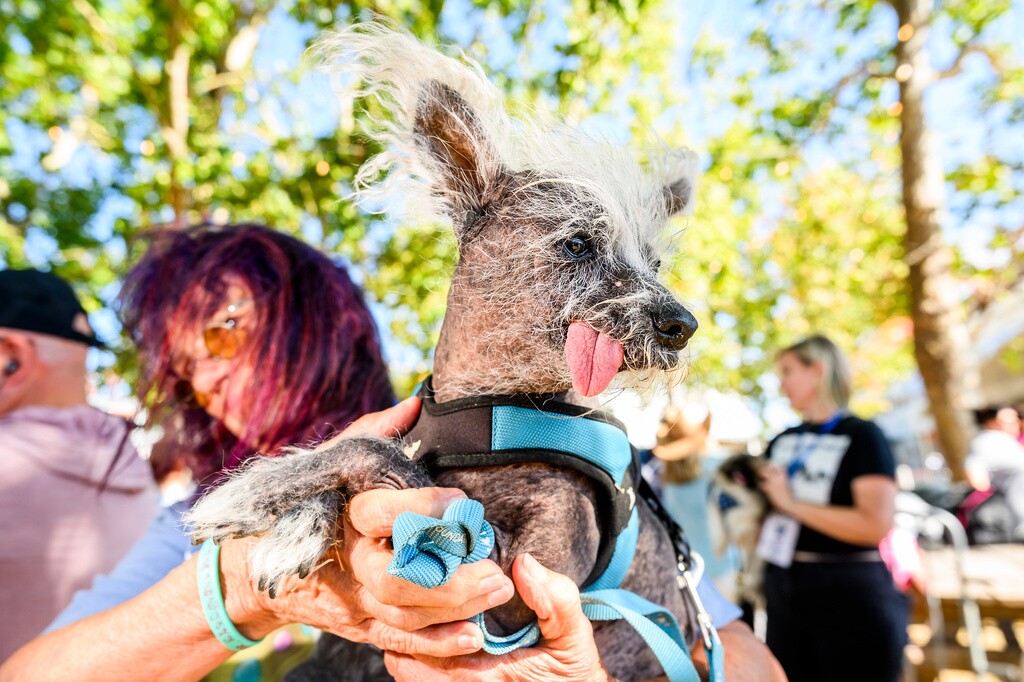 Ugly Dog Contest