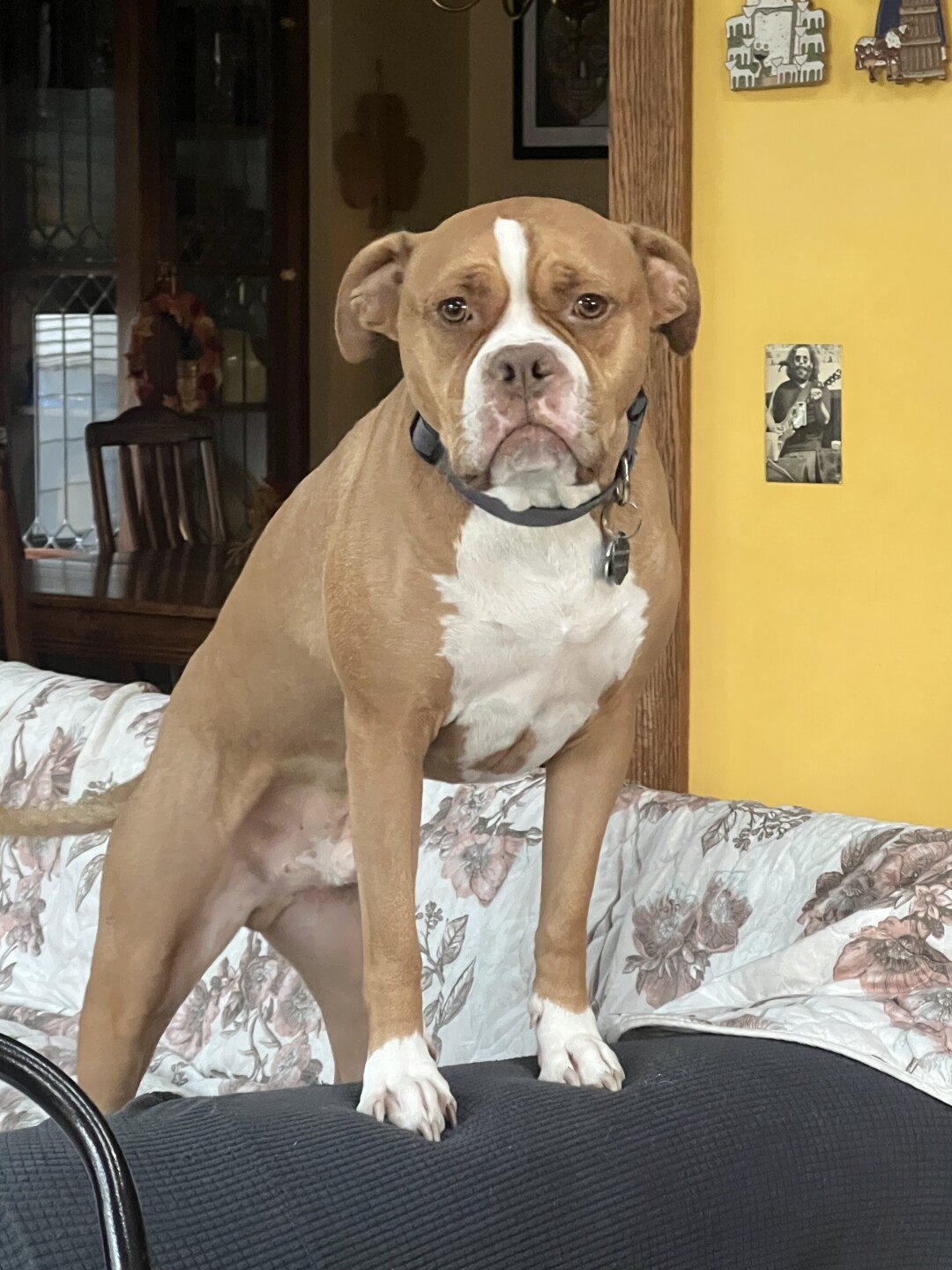 Dog walking forecast