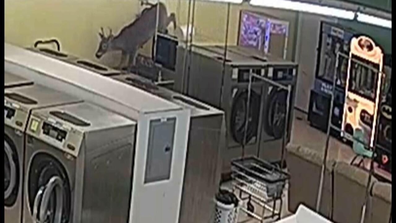Deer.jpg
