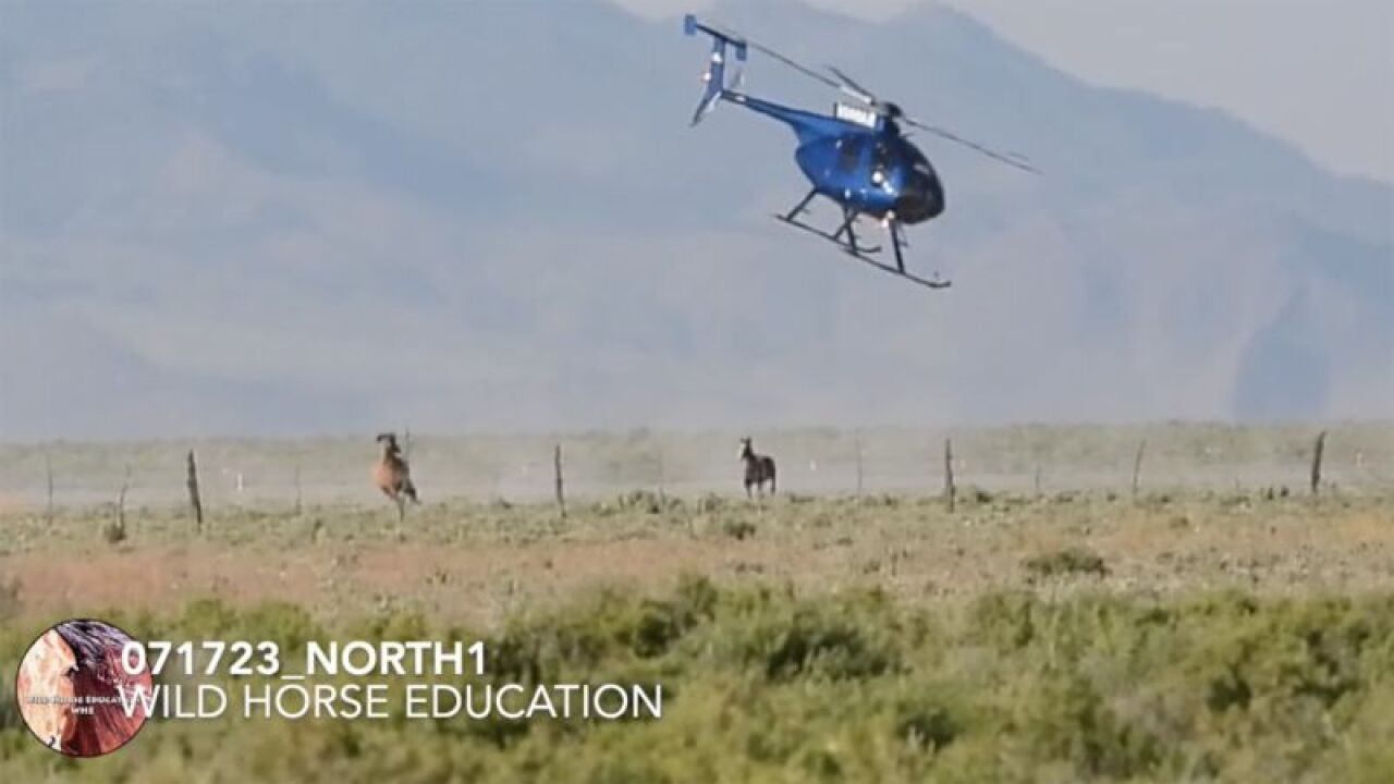 Wild Horse Education, an animal advocacy group, is calling for changes to wild horse wrangling operations.