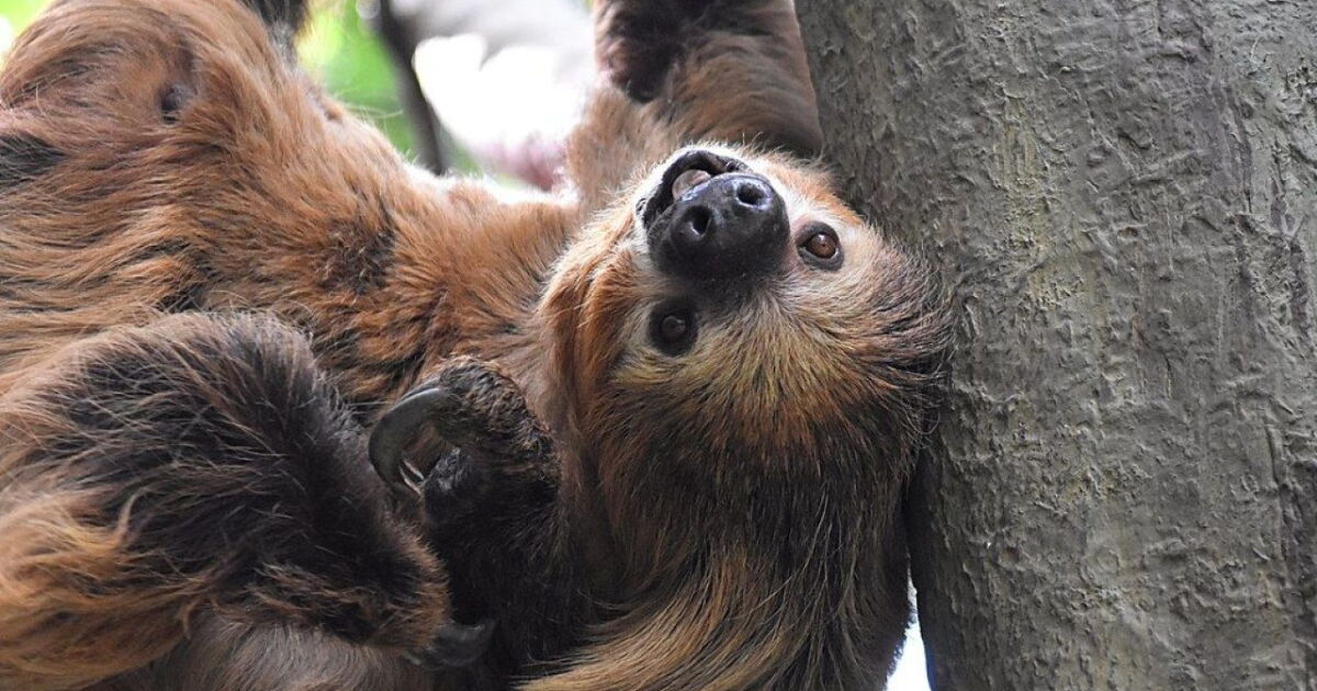 Cincinnati Zoo announces Lightning the sloth is expecting a baby