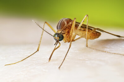 West Nile Virus