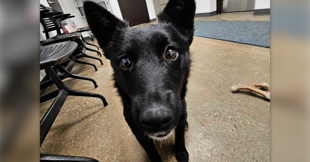 ADOPTED Dog abandoned in parking lot finds new home(02)