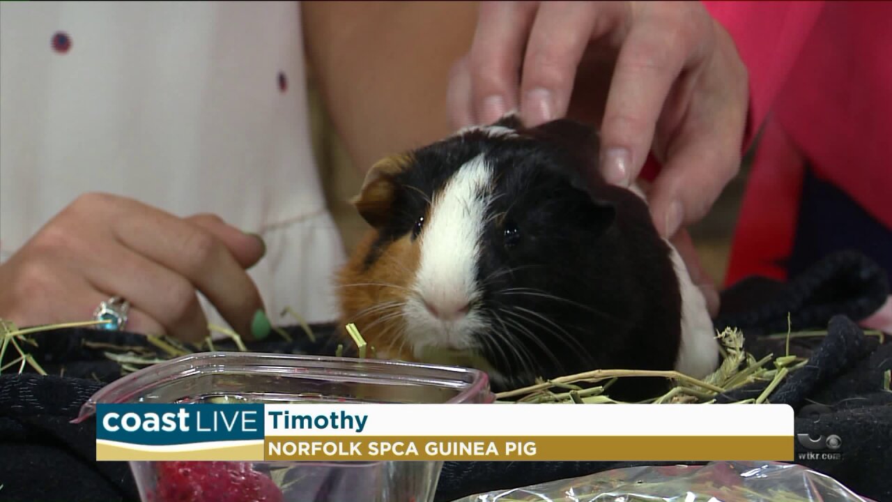 New faces at the Norfolk SPCA on Coast Live