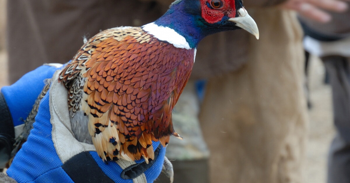 Releasing Pheasants On Your Property propertyjkl