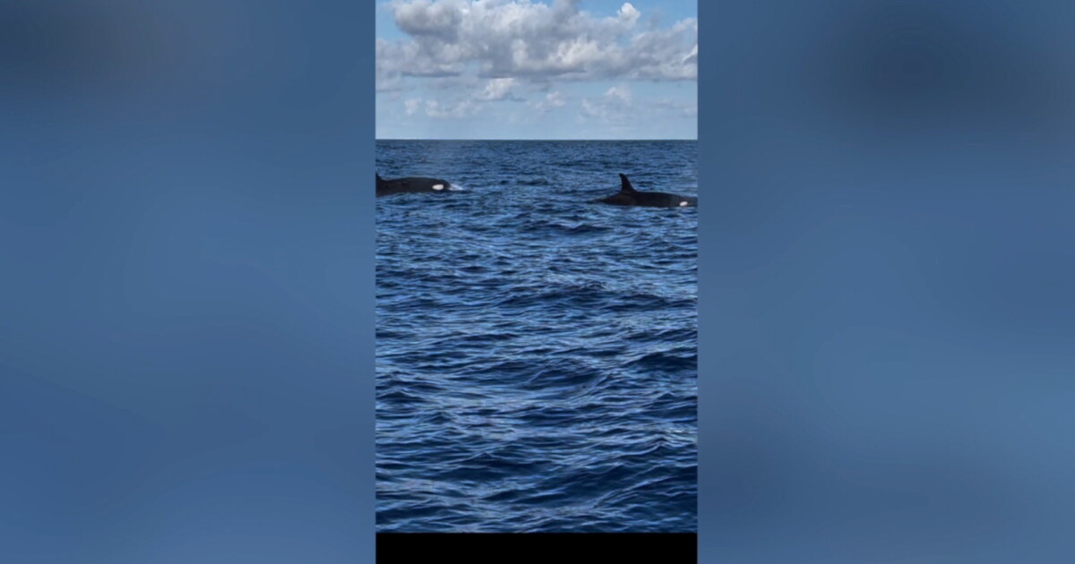 Fort Pierce fisherman spots orcas migrating off Vero Beach - Vimarsana News