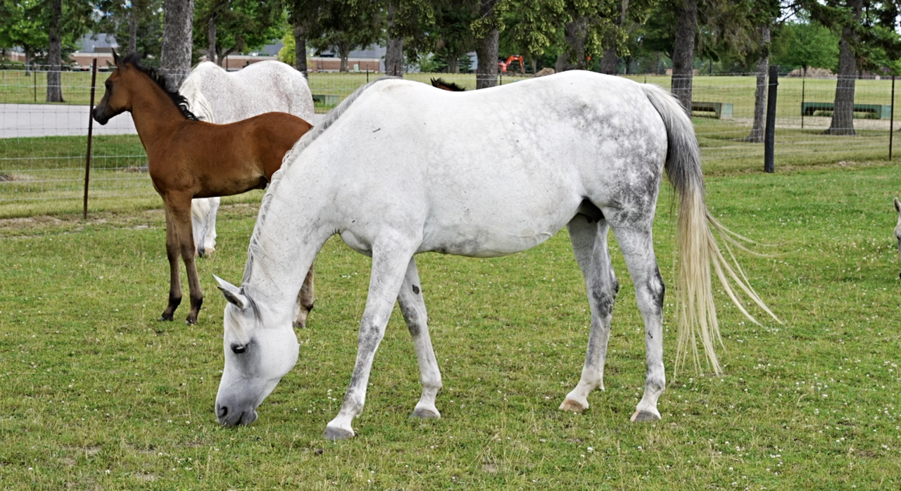 MSU Horse Teaching and Research Center