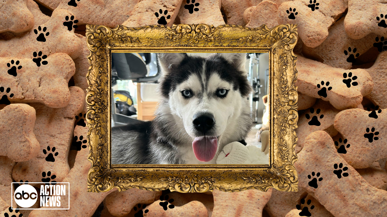 Rescues in Action: Jewel