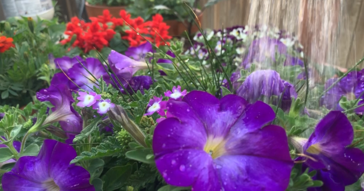 Gardening tips to keep your plants happy in this heat