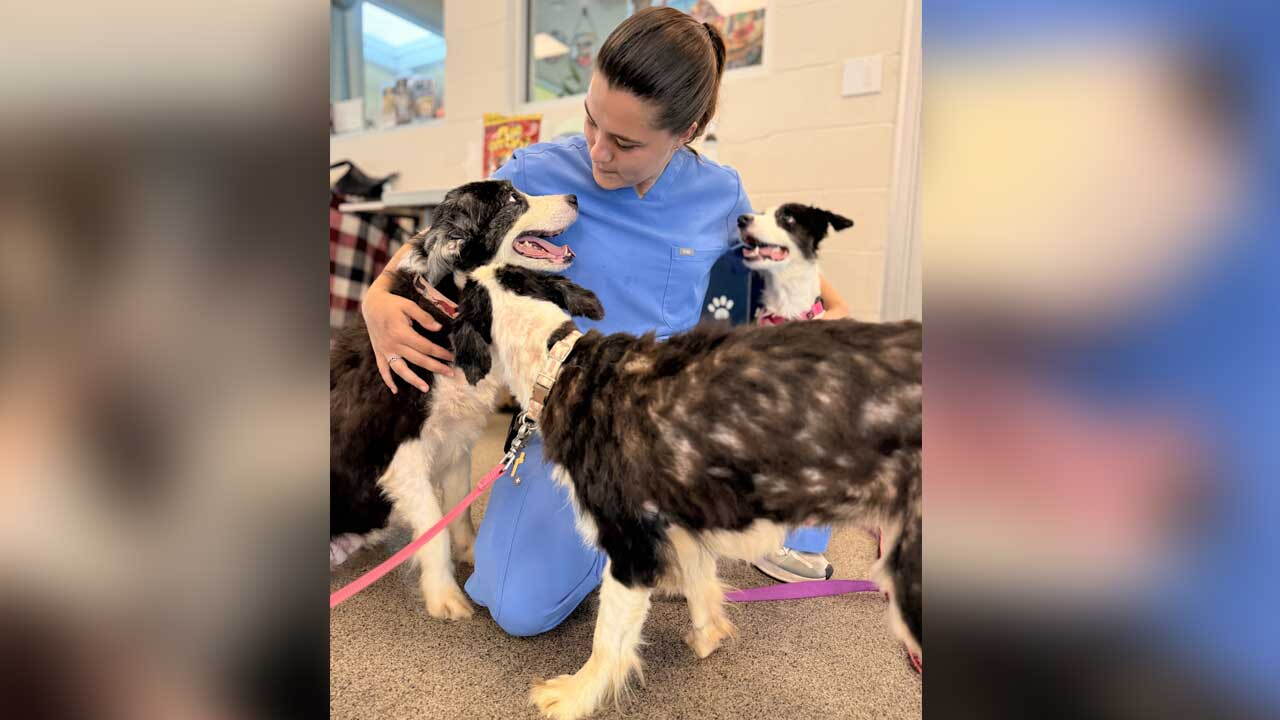 Applications to adopt or rescue 36 border collies rescued from a Palm City home will open Sept. 1, the Humane Society of the Treasure Coast announced on Aug. 25, 2026.