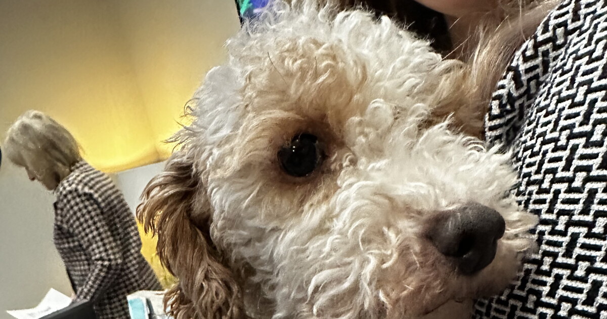 Pet Adoption Tuesday: Meet Linus! - Vimarsana News