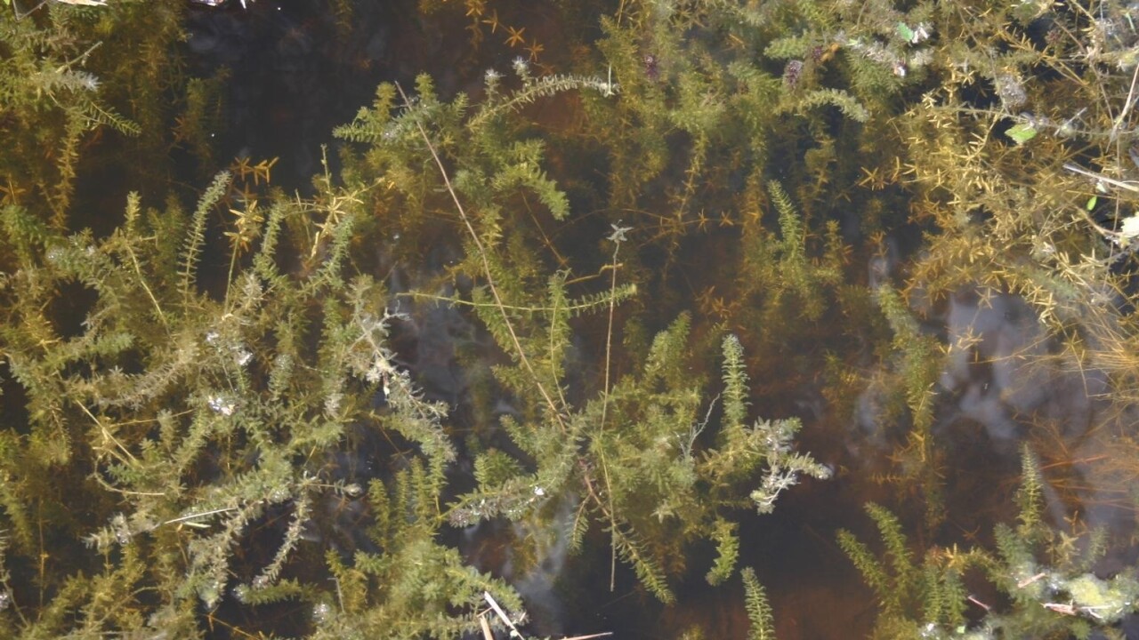 Hydrilla.jpeg