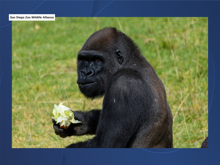 mizani_post_sd_zoo_wildlife_alliance.png