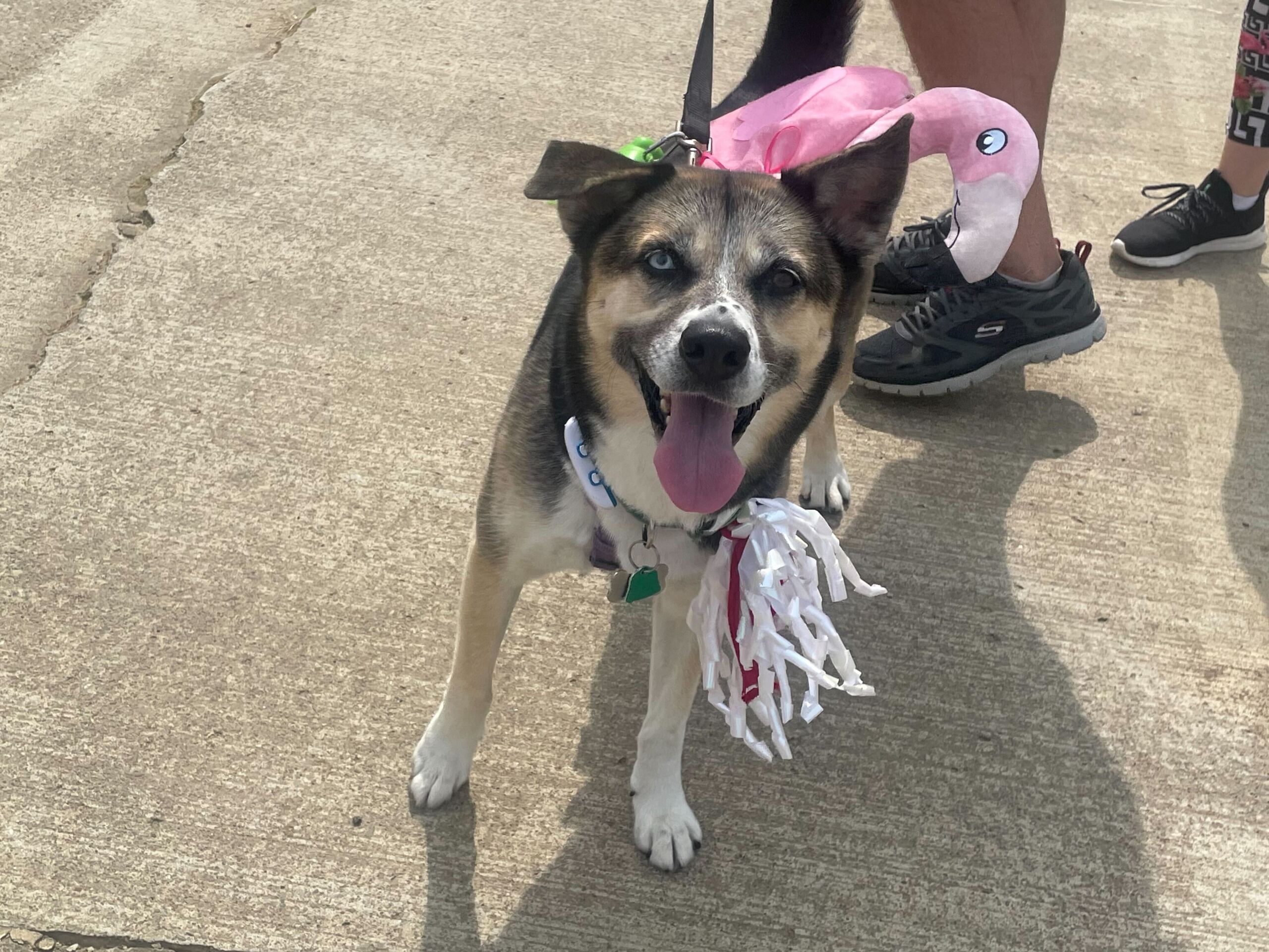 Cuteness overload Parma dog parade and costume contest