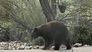 A black bear was spotted near a Rancho Vistoso home Tuesday. Photo courtesy Martha Held.