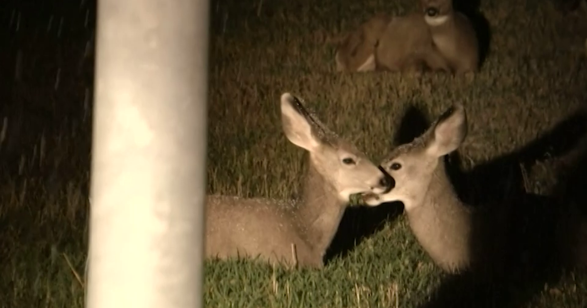 Police conducting annual survey of urban deer in Helena - Vimarsana News