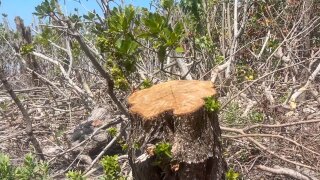 Mangroves were cut down along Pine Point Road in Singer Island.