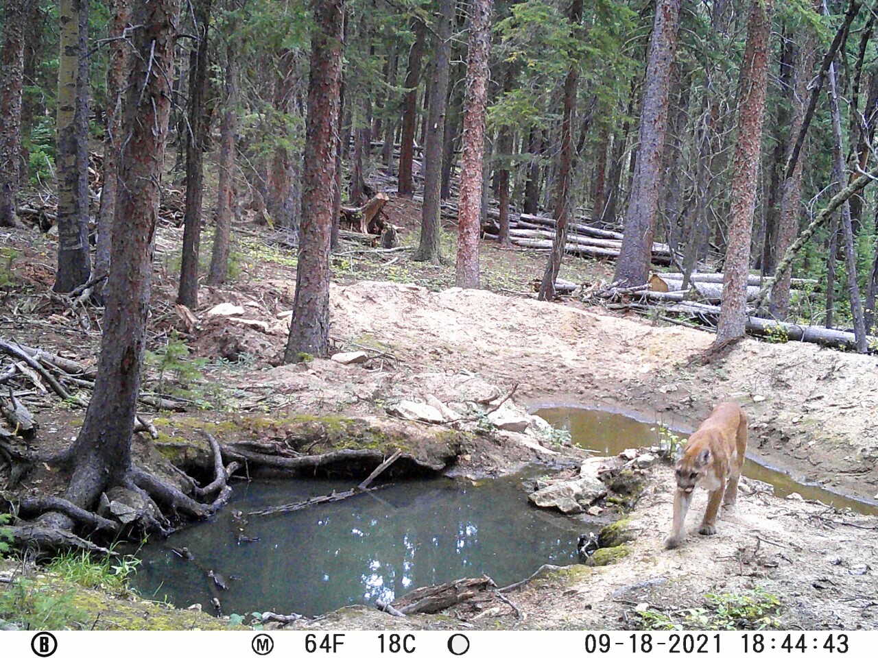 Trail cam photo from Mount Tom Conservation Corridor_Cappellos (1).jpg