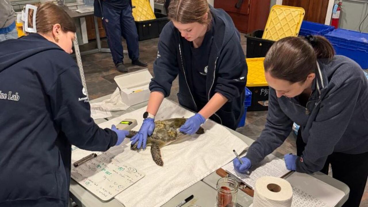 Gulf Specimen Marine Lab & Aquarium helping cold-stunned sea turtles