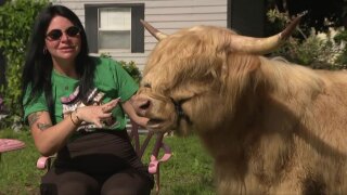 On April 11, 2026, coffee drinkers had a chance to enjoy their favorite latte while getting up close with six adorable Highland cows.
