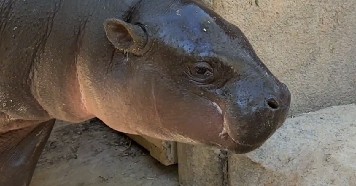 Hippos and highlands at Wildlife World Zoo