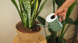 Watering,A,Houseplant,With,A,Green,Watering,Can
