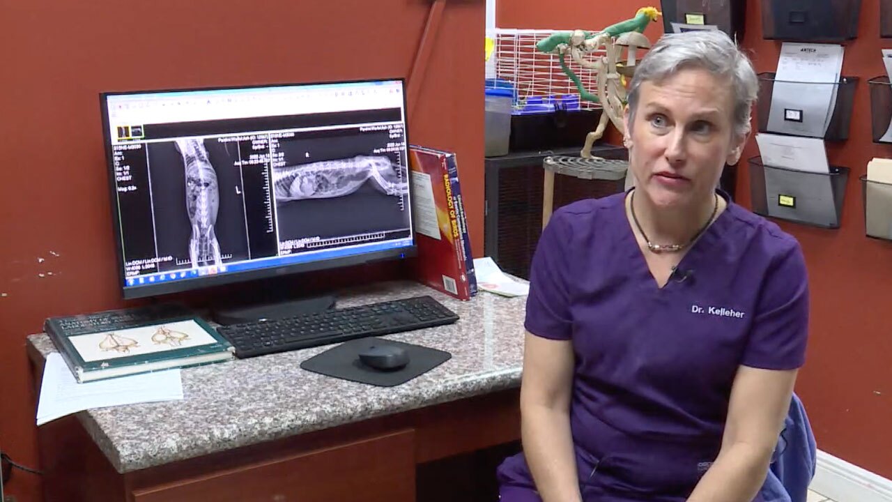 Dr. Susan Kelleher describes the symptoms of rabbit hemorrhagic disease, Jan. 18, 2022