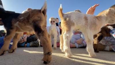 Baby goats at Inspire School