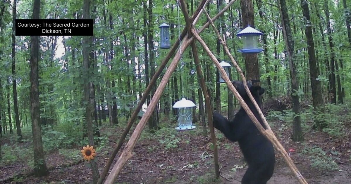 Black bears spotted in several Middle Tennessee counties as wildlife officials urge caution