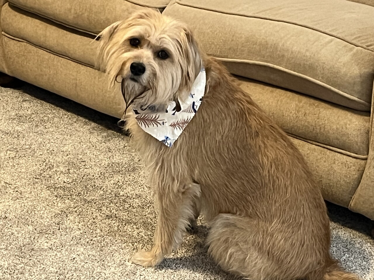 Dog walking forecast