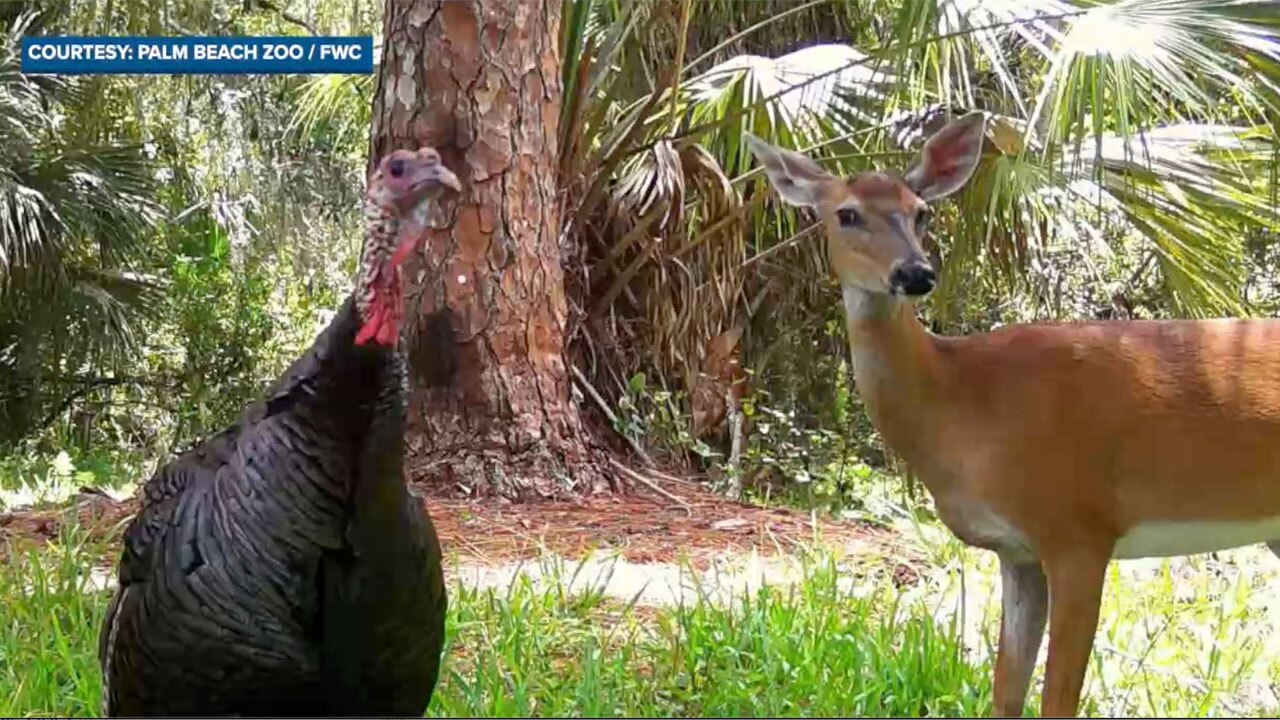 Turkey and deer in Palm Beach County
