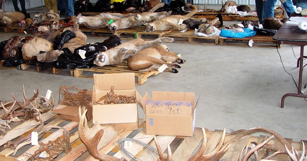 Idaho Fish & Game's annual fur auction kicks off today