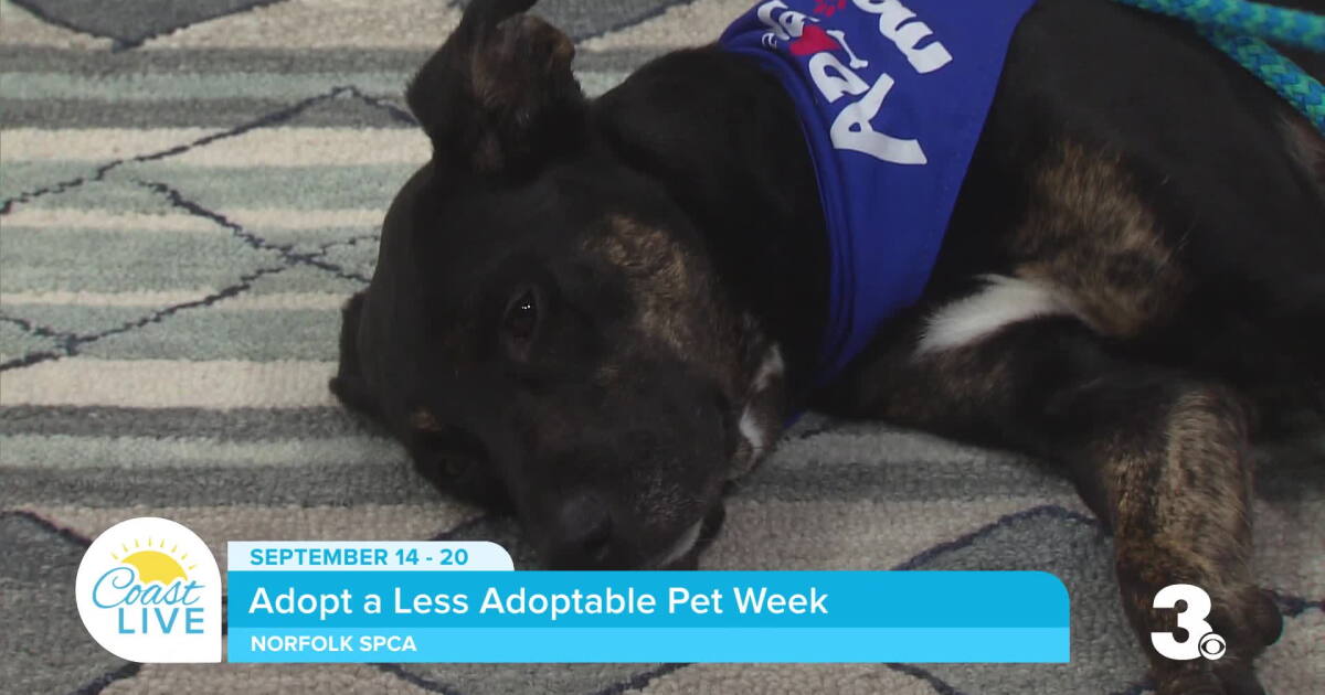 Why some shelter dogs struggle to get adopted on Coast Live