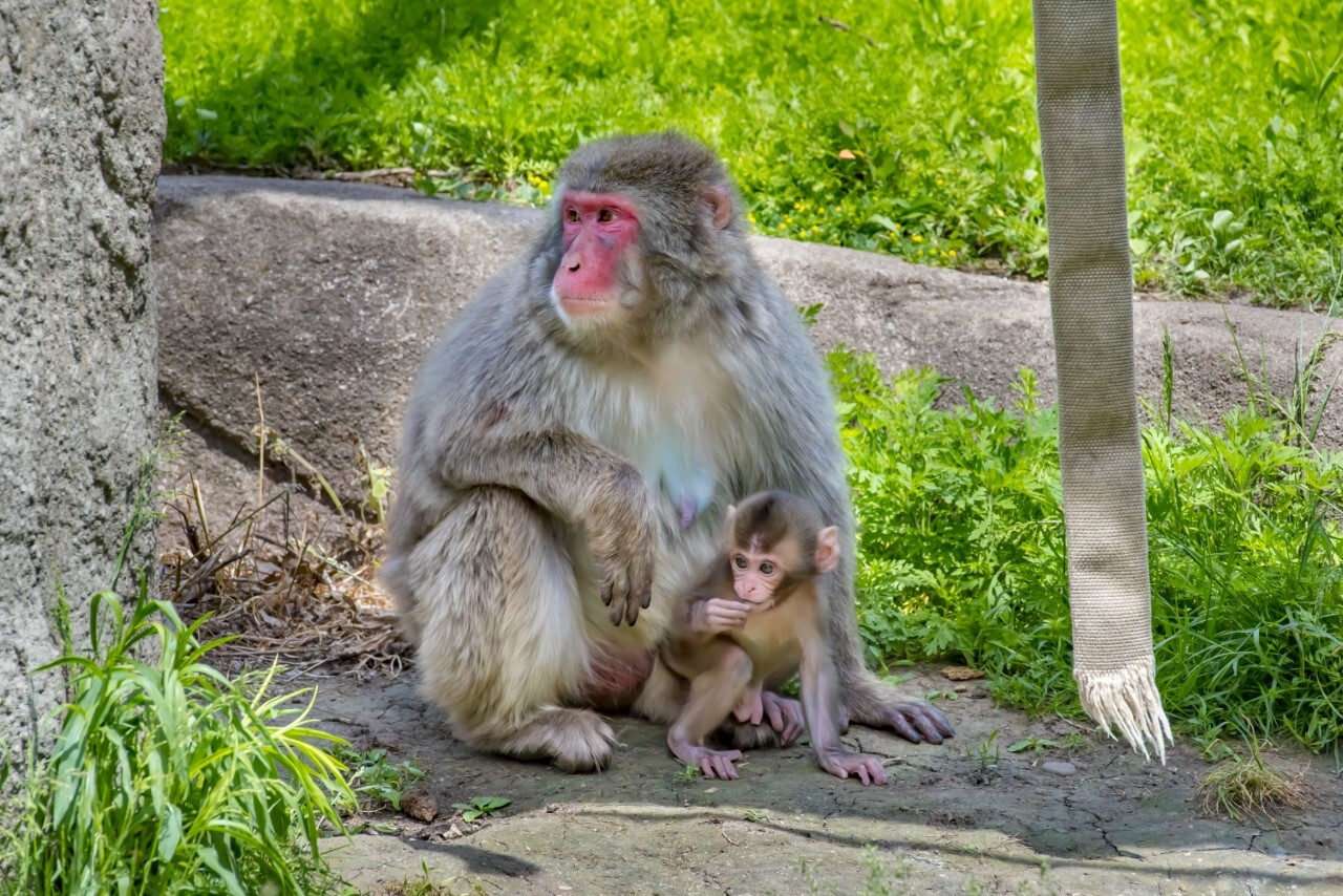 Milwaukee County Zoo Welcomes Baby Primate To Monkey Exhibit