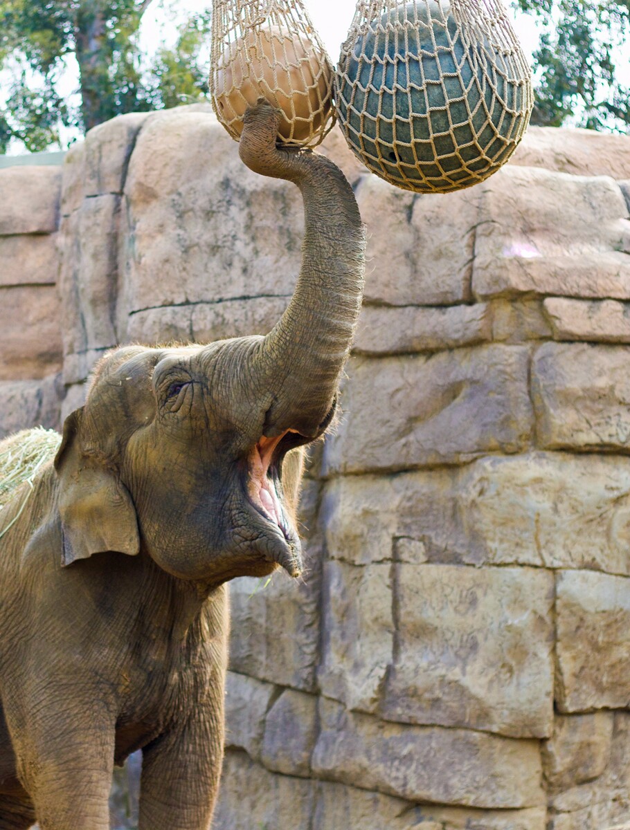 Little Mac with Hoisted Treats.jpg