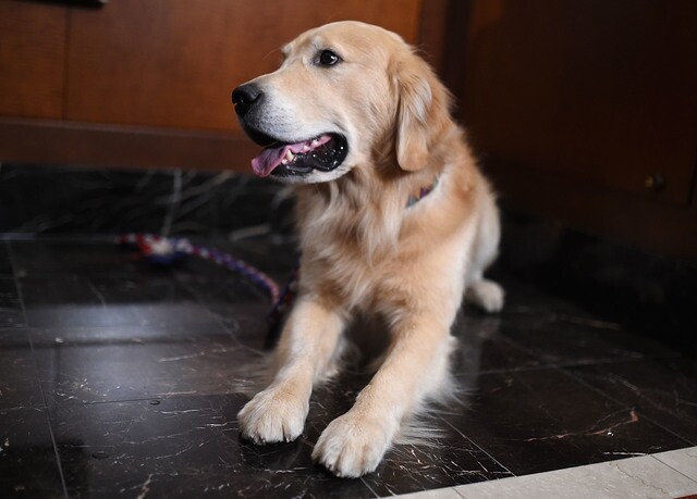 Top 8 Denver dog breeds and what they looked like as pups