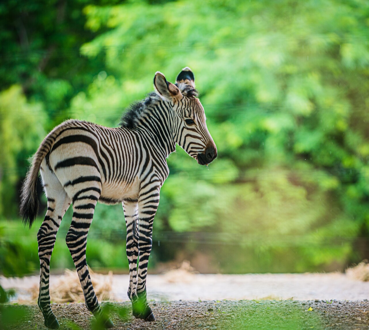 Zebra foal first day out_2022-05-18_kyleshepherd_03.jpg