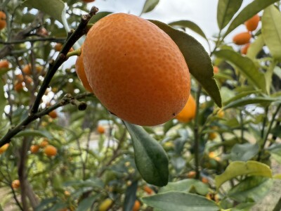 Kumquat 