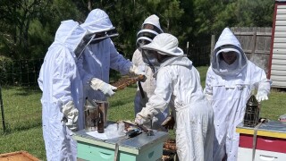 Local Bee Farm Making a Sweet Impact
