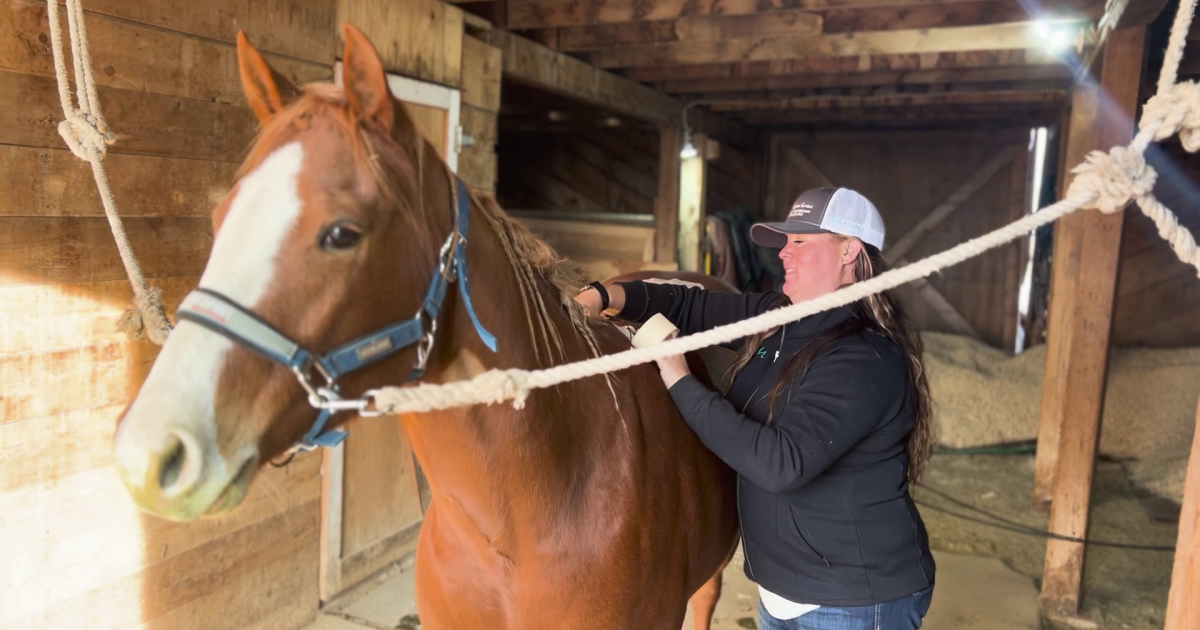 TOPP Equine Services healing horses in Stanford - Vimarsana News