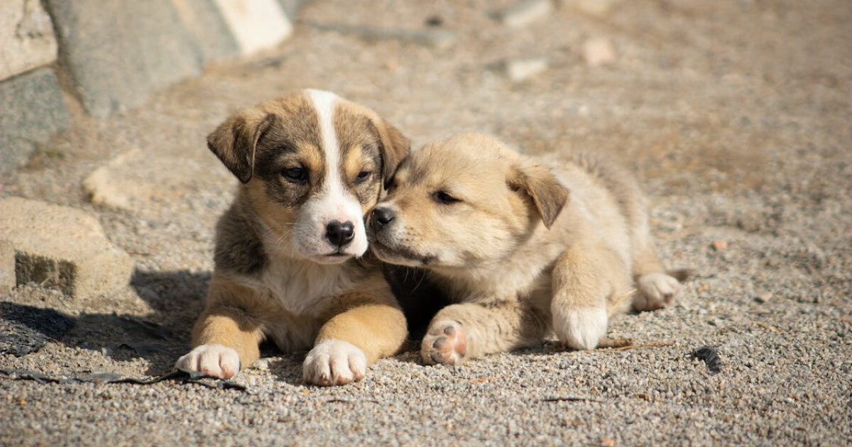 What to know about unnamed canine respiratory illness - Vimarsana News