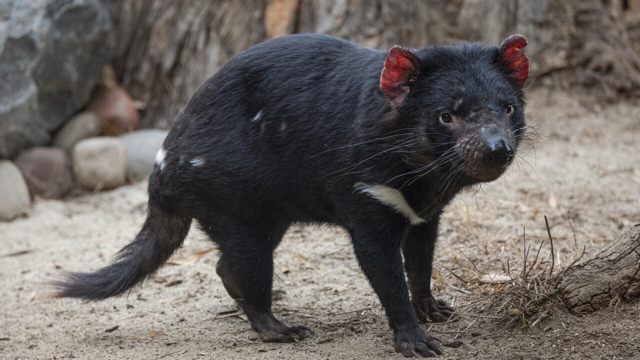 Jetsam and Flotsam arrive at the San Diego Zoo