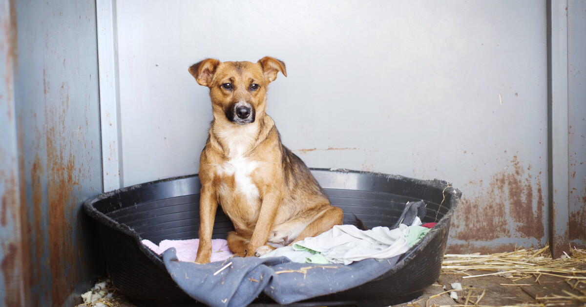 Adoption fees waived at participating shelters through August for Maryland 3,000 Adoption Challenge