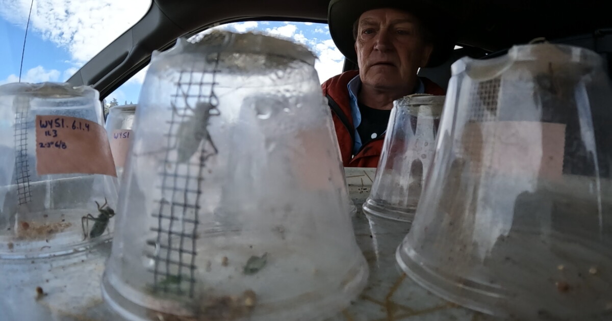 Researcher making groundbreaking Mormon cricket finds in Bighorn Mountains