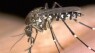 Your Genes Could Influence How Much Mosquitoes Love You
