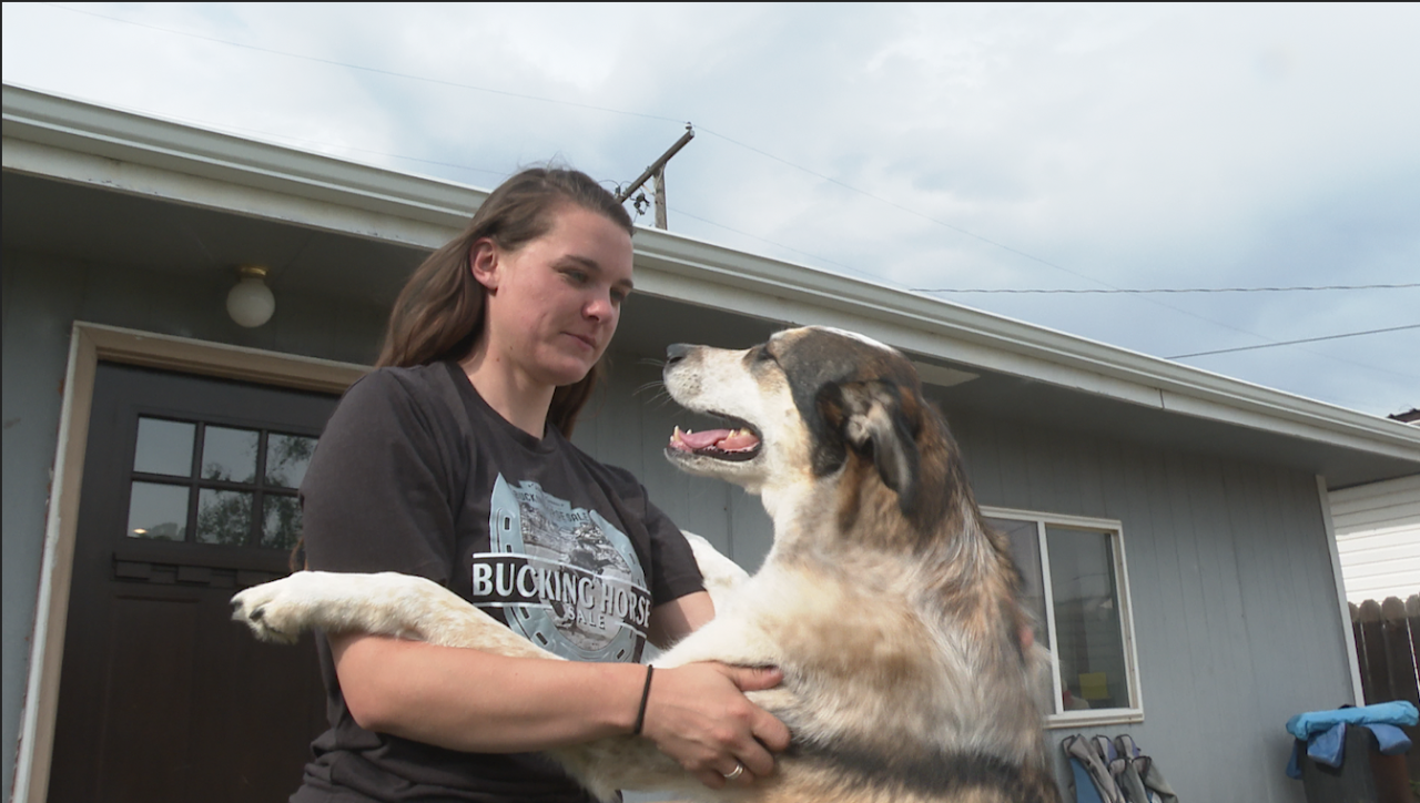 Dog on road to recovery after being bit by rattlesnake.png
