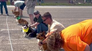 Corgi racing.jpg